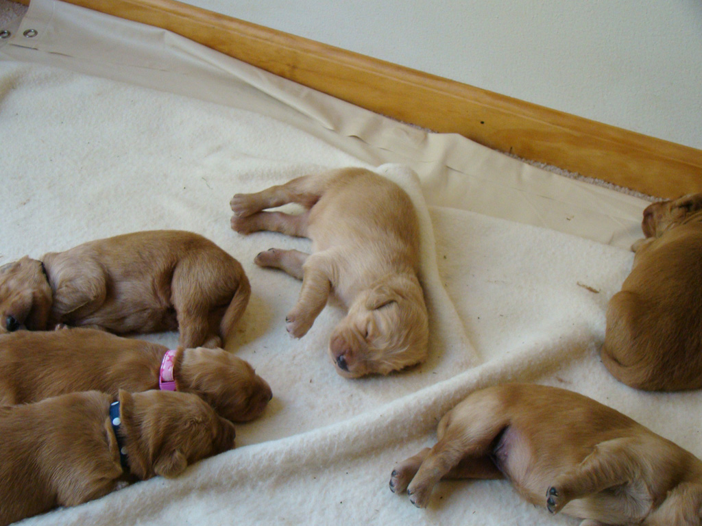 Litter waking up