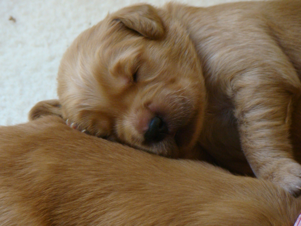 Puppy sleeping