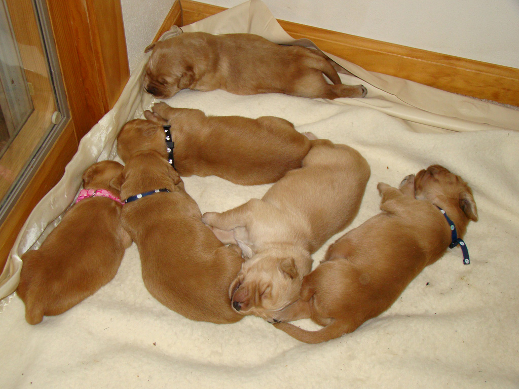 Crashed Puppies