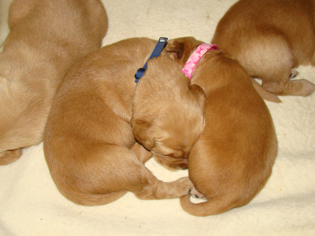 Tuffy snuggling with Zena