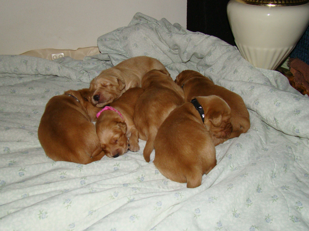 Puppy Pile