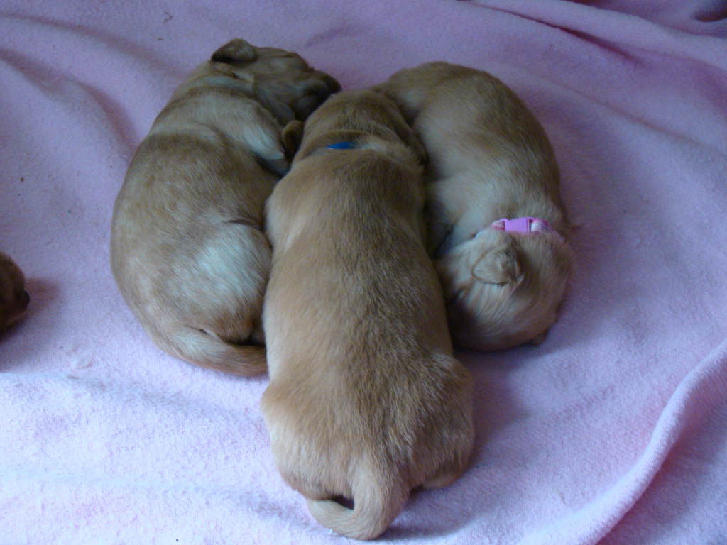 Puppy huddle