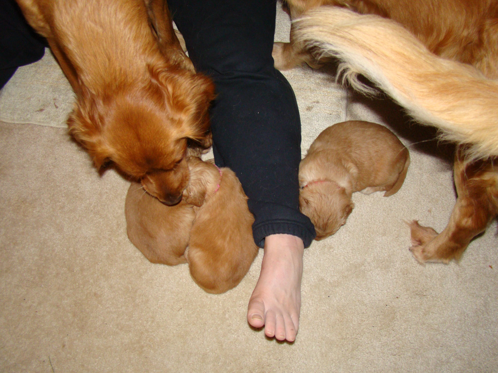 Nanny Nina cleaning up after Puppy Mush