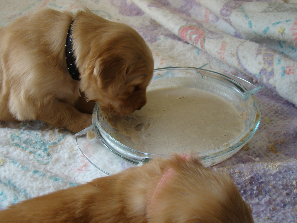 Underdog's first Puppy Mush