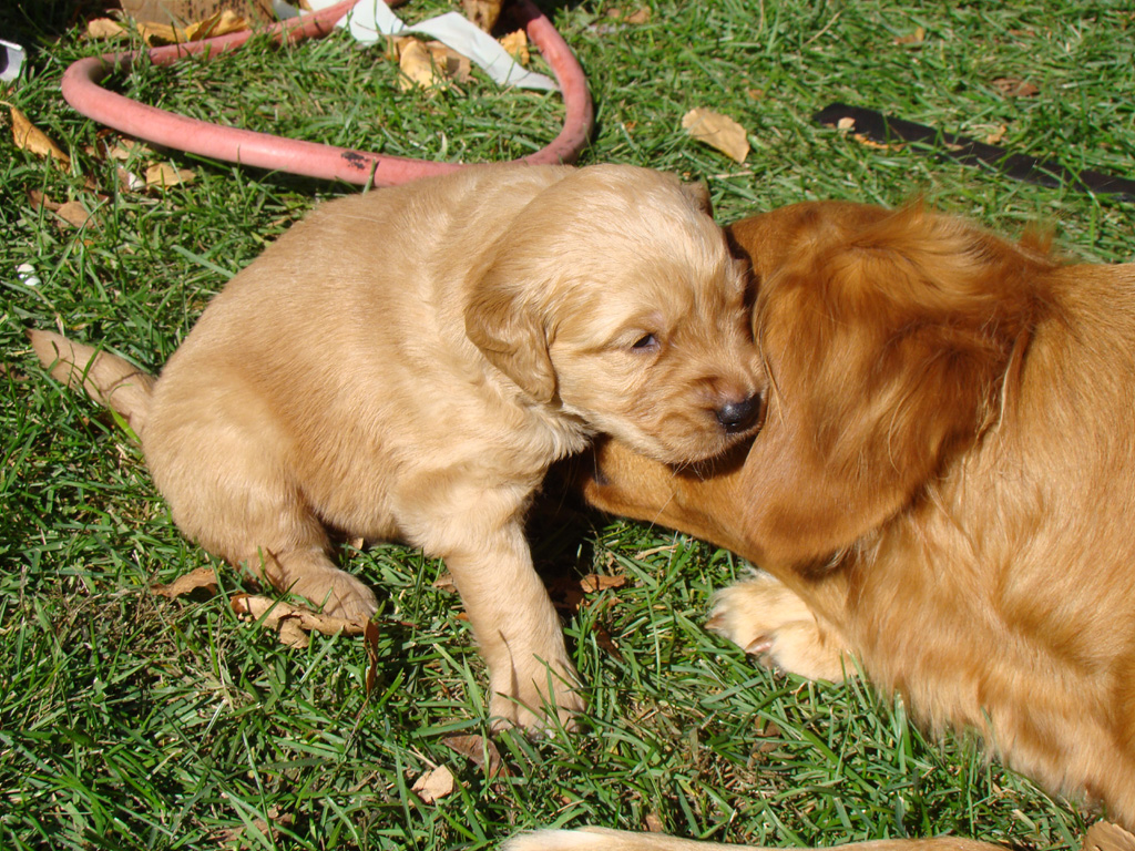 Nanny Nina snuggling puppy