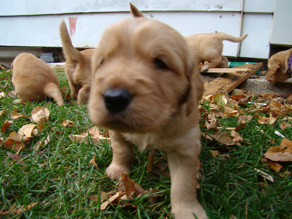 Nosey Puppy