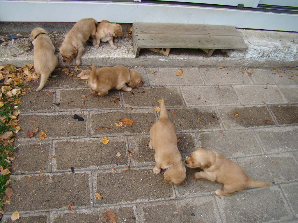 All the puppies outside