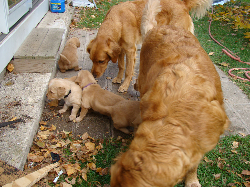 Puppy roundup