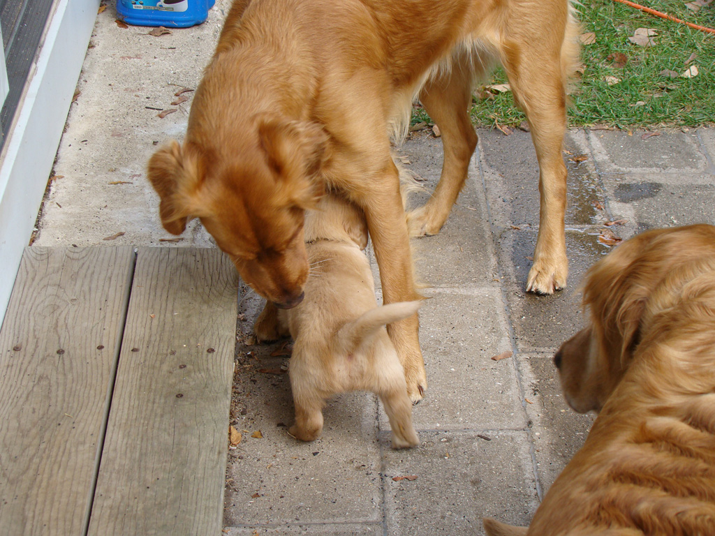 Nina and Keeta watching over pup