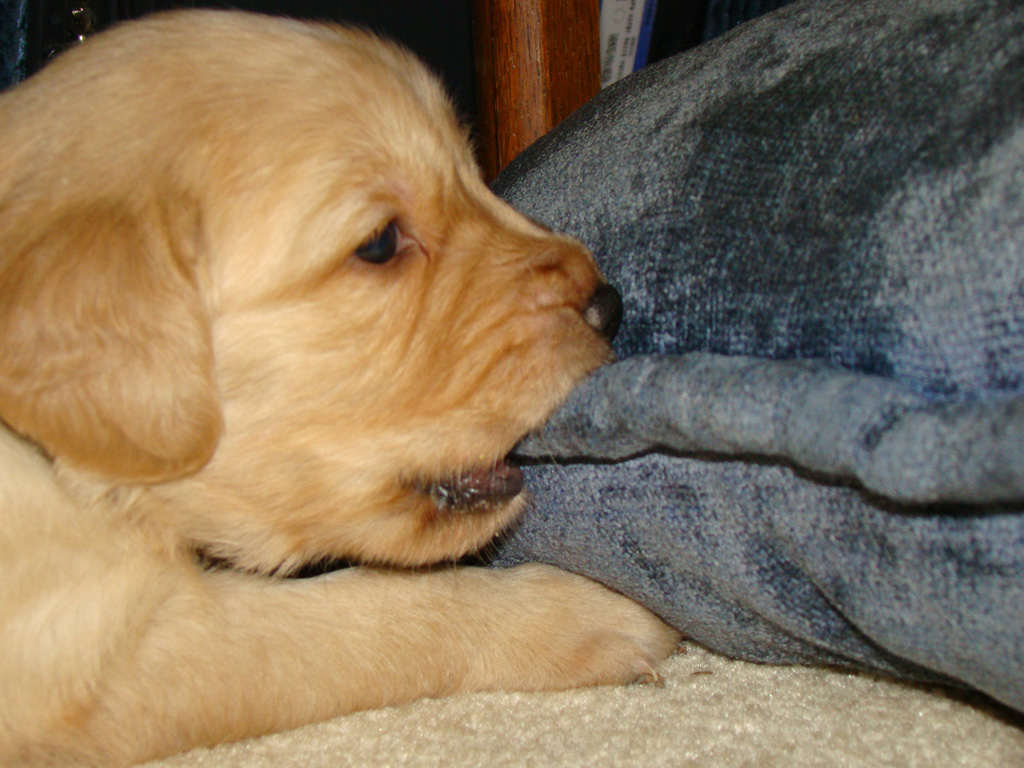 Underdog eating pillow