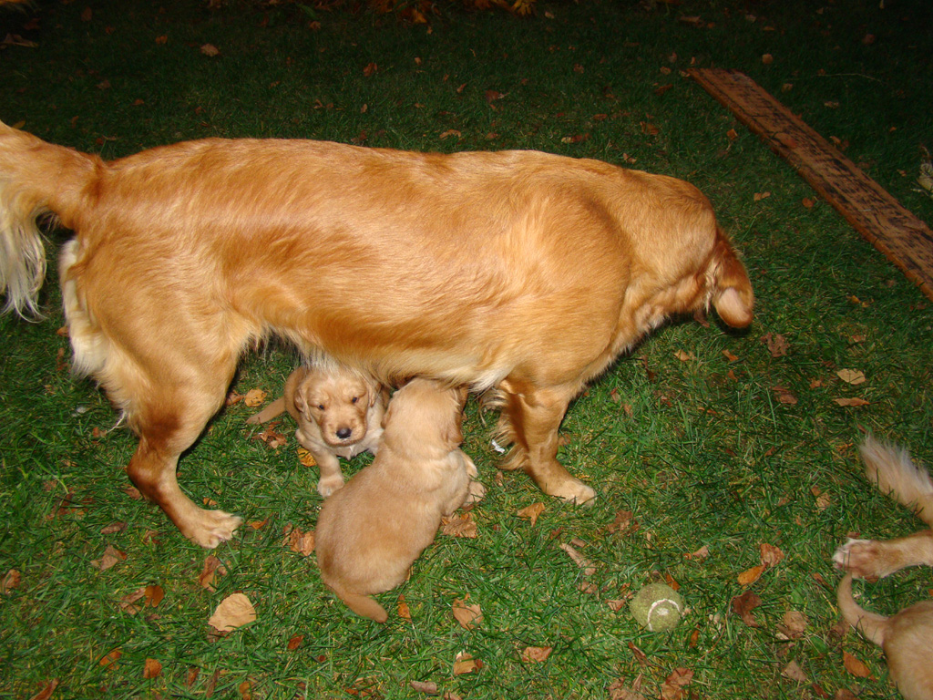 Nanny Nina with pups