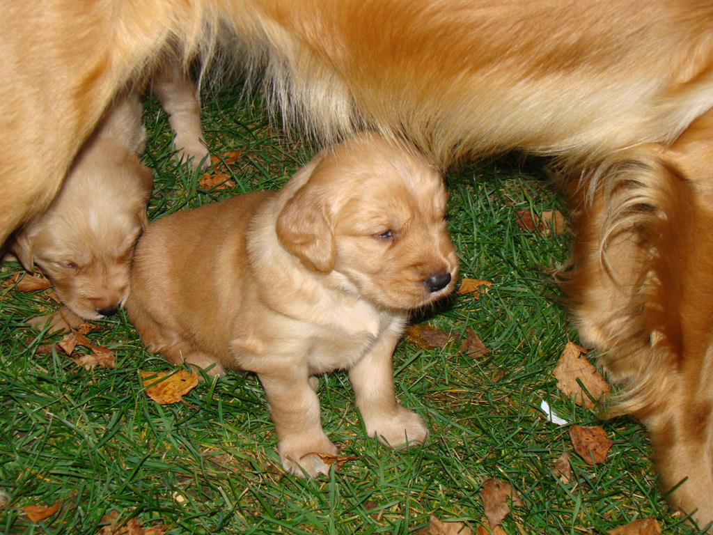 Nina with Wags