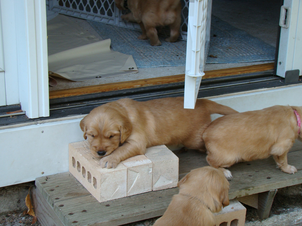 Puppy steps