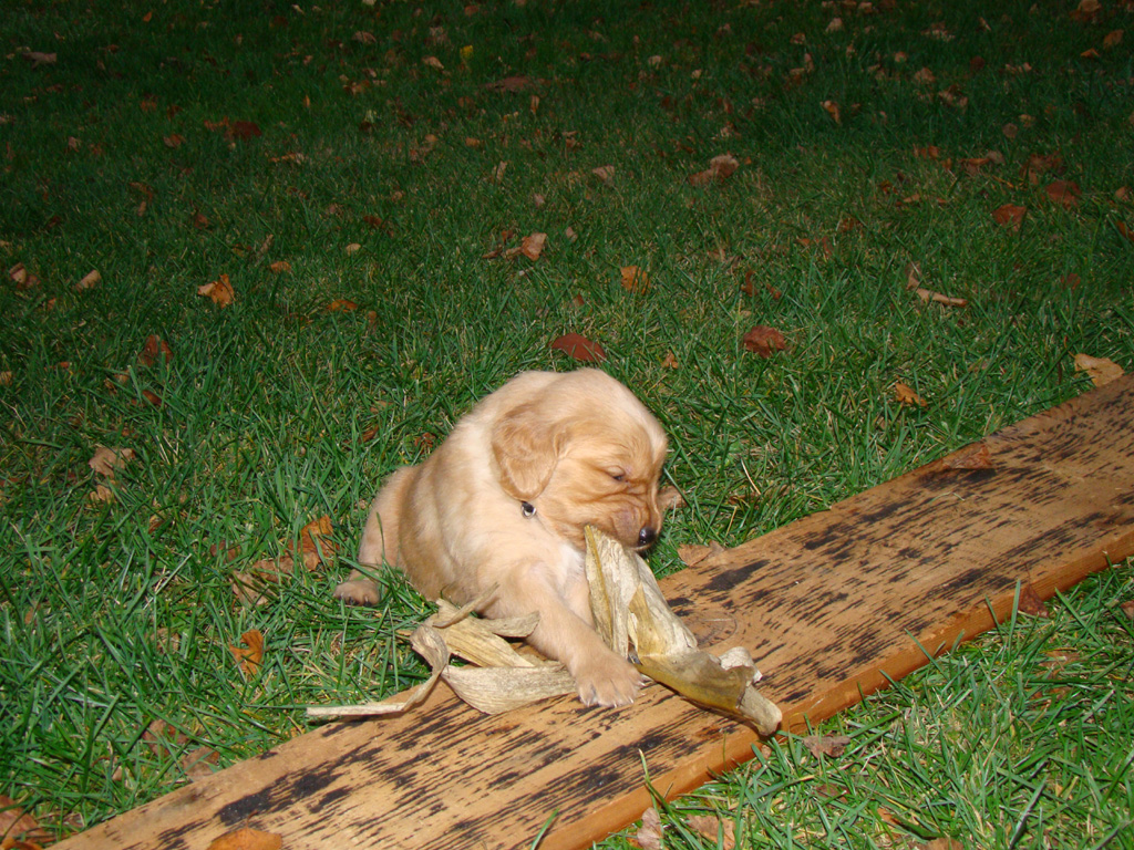 Tuffy chewing on corn stalk