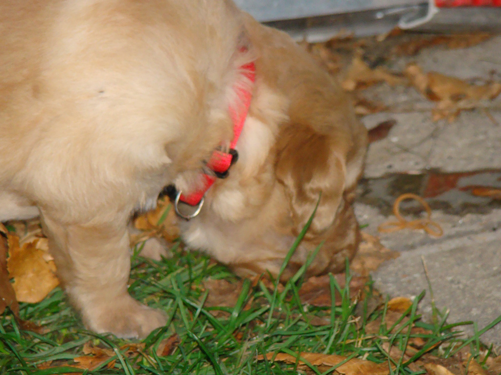 Wags checking out the leaves