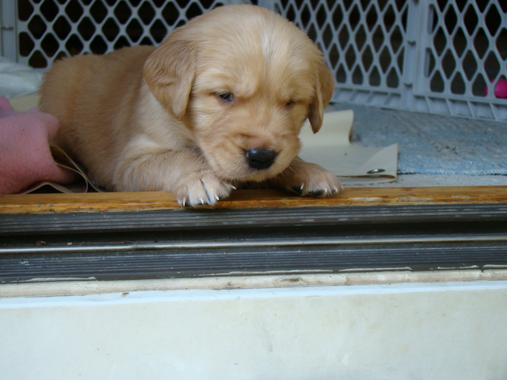 Xena waiting at door stoop