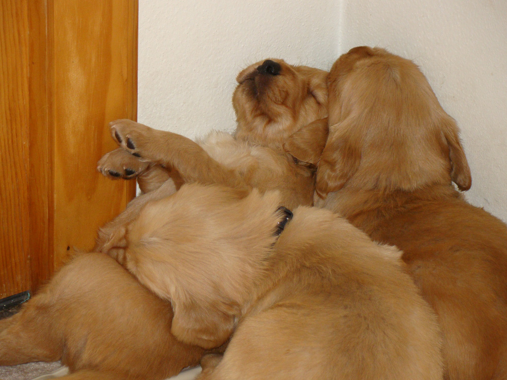 Puppy pile close up