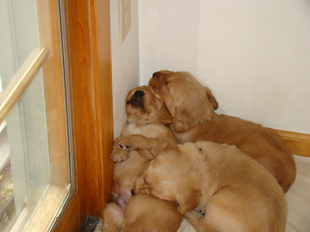 Puppy pile