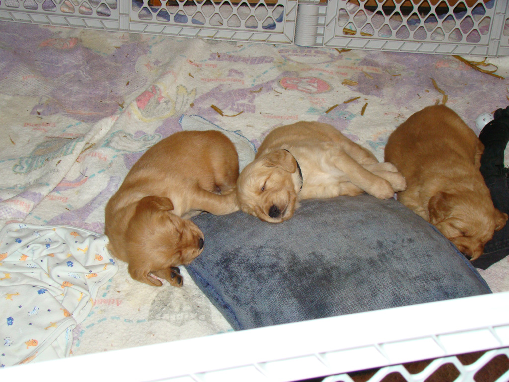 Puppies zonked