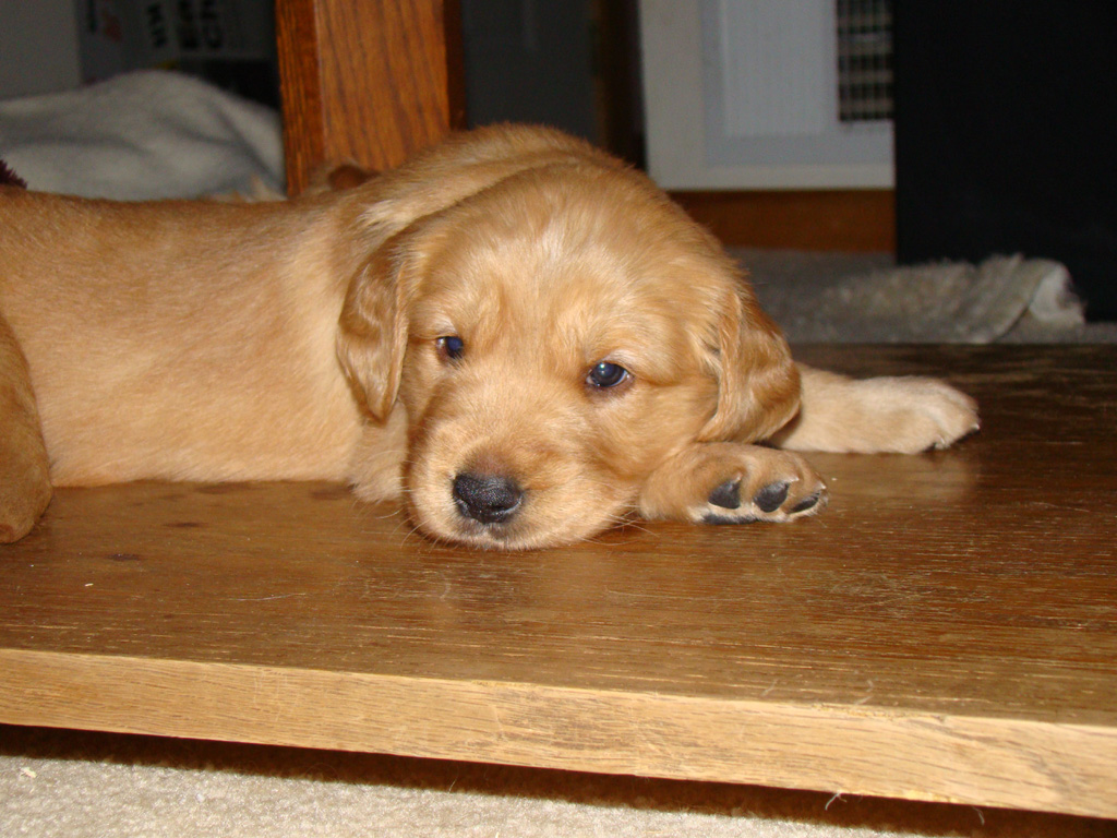 Puppy peeking out from under table