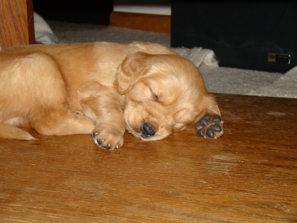 Puppies sure love sleeping under table