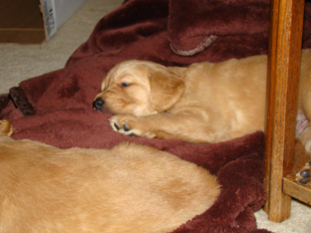 Puppies sleeping on blanket