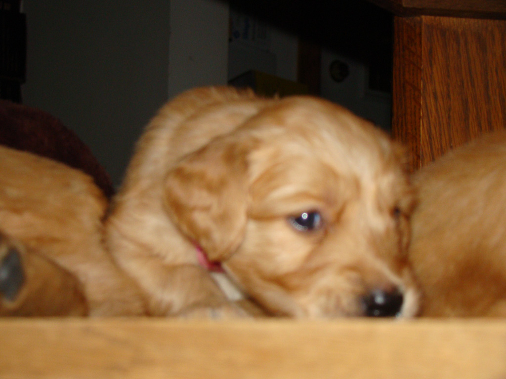 Under the table