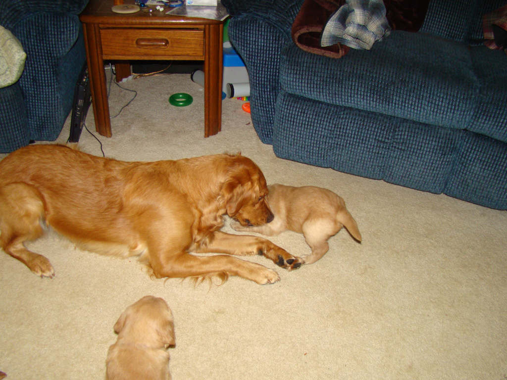 Nina joining the puppy romper room