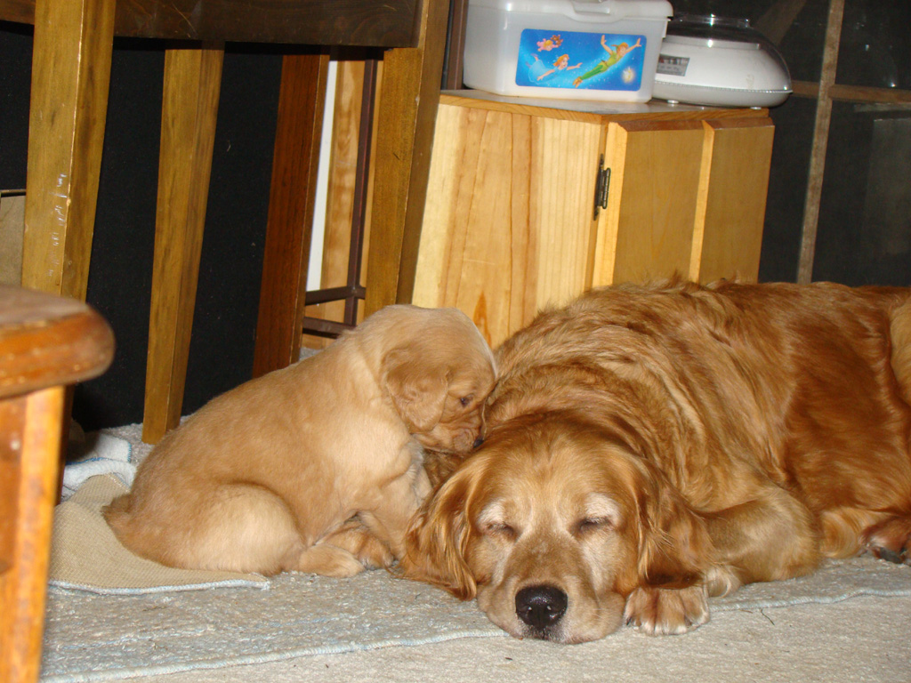 Puppy with sleepy Keeta