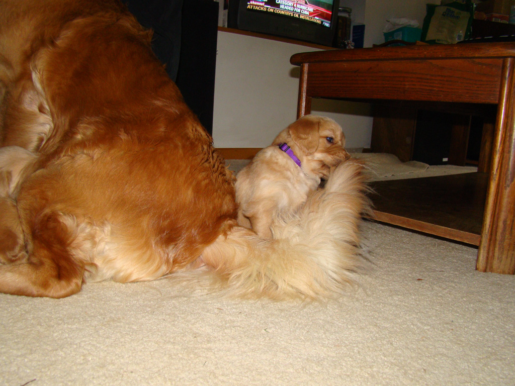 Tuffy chewing on Keeta's tail