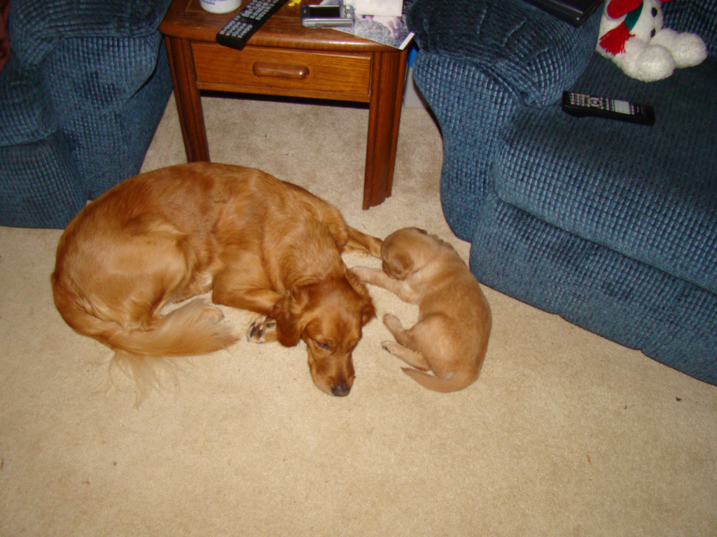 Nina laying with puppy