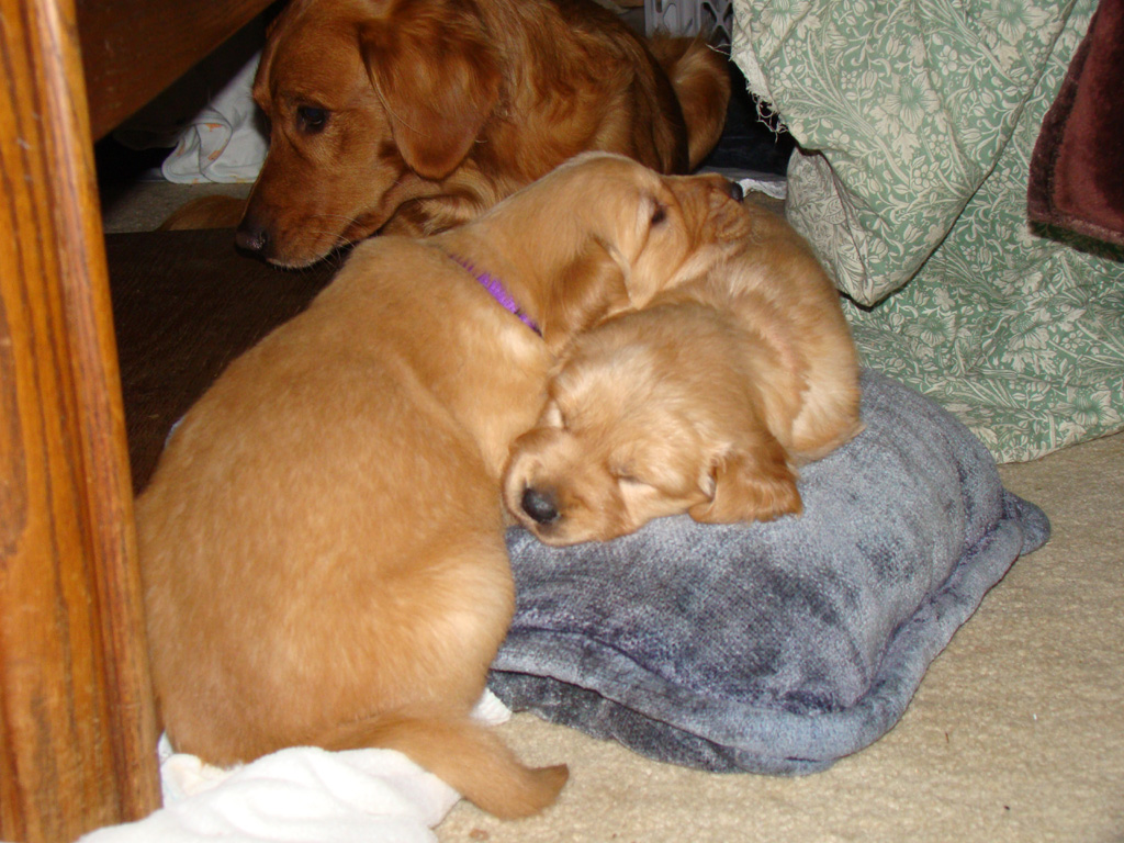 Tuffy and Zoey - King of the Pillow