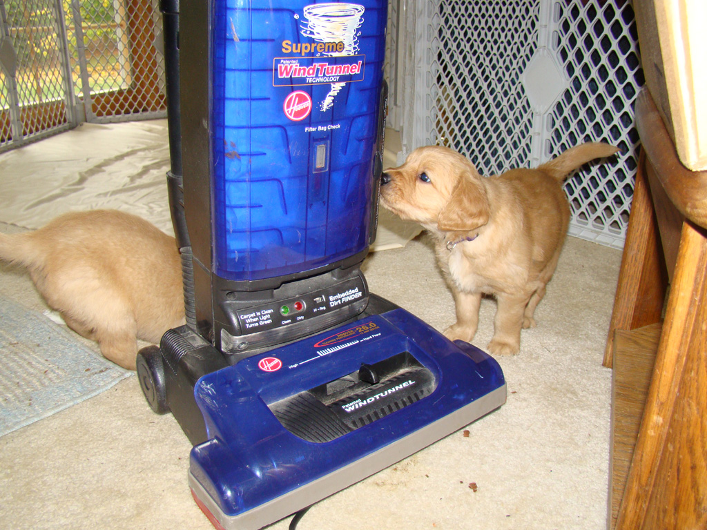 Puppies exploring