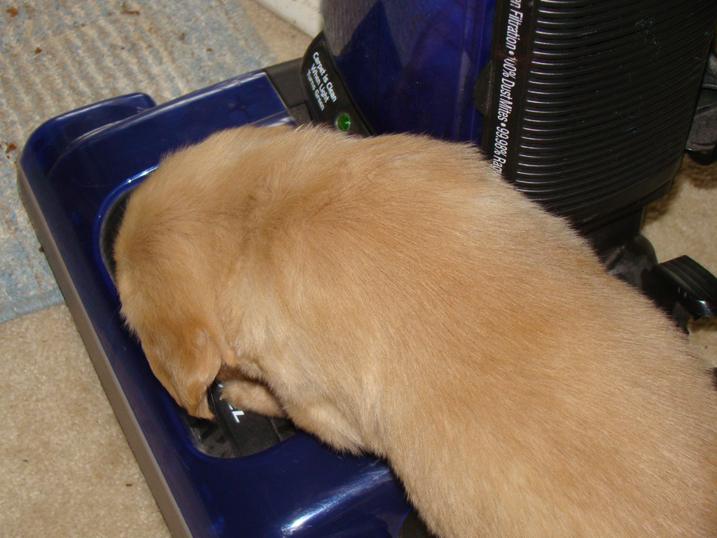 Zoey attacking vaccum