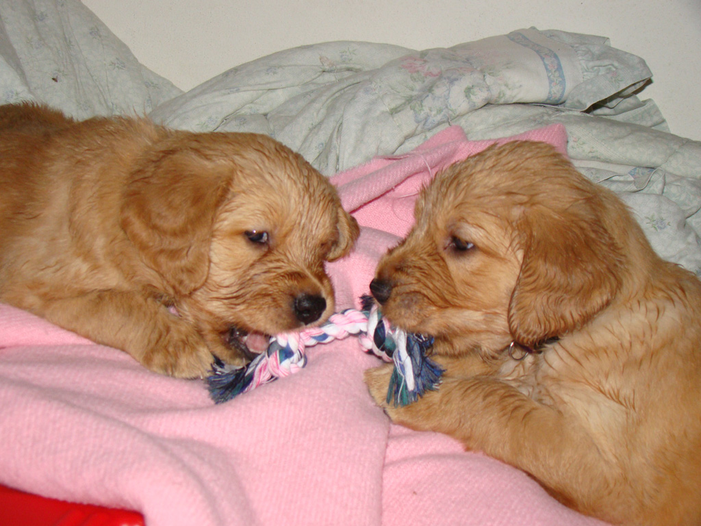 Puppy tug-o-war