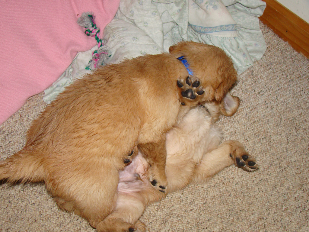 Puppies wrestling