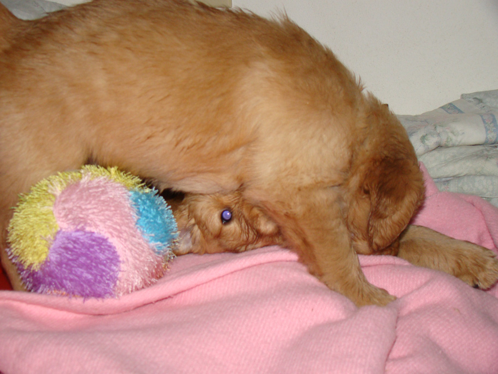 Puppy wrestling