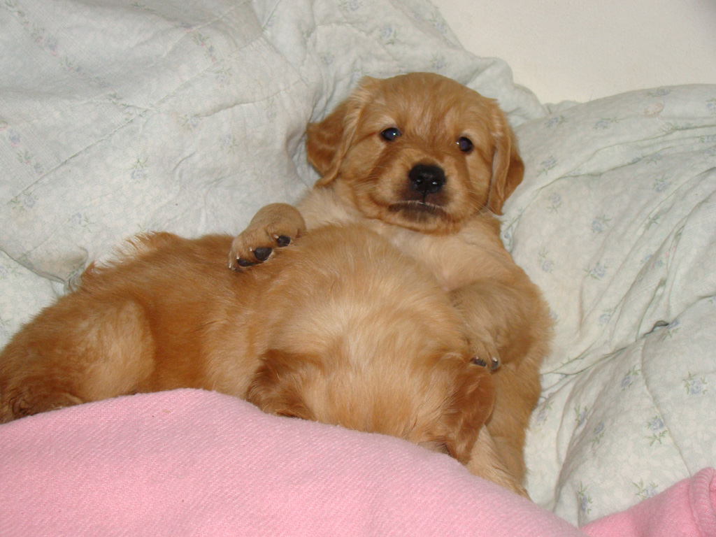 More puppy wrestling