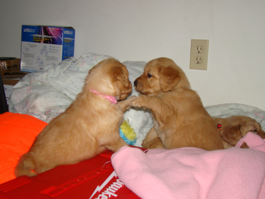 Xena and Vegas playing Paddy Cake