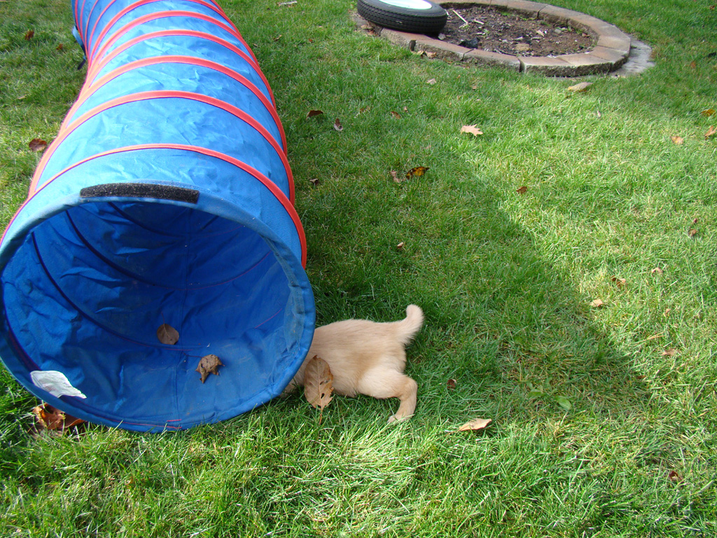 Under the tunnel agility training