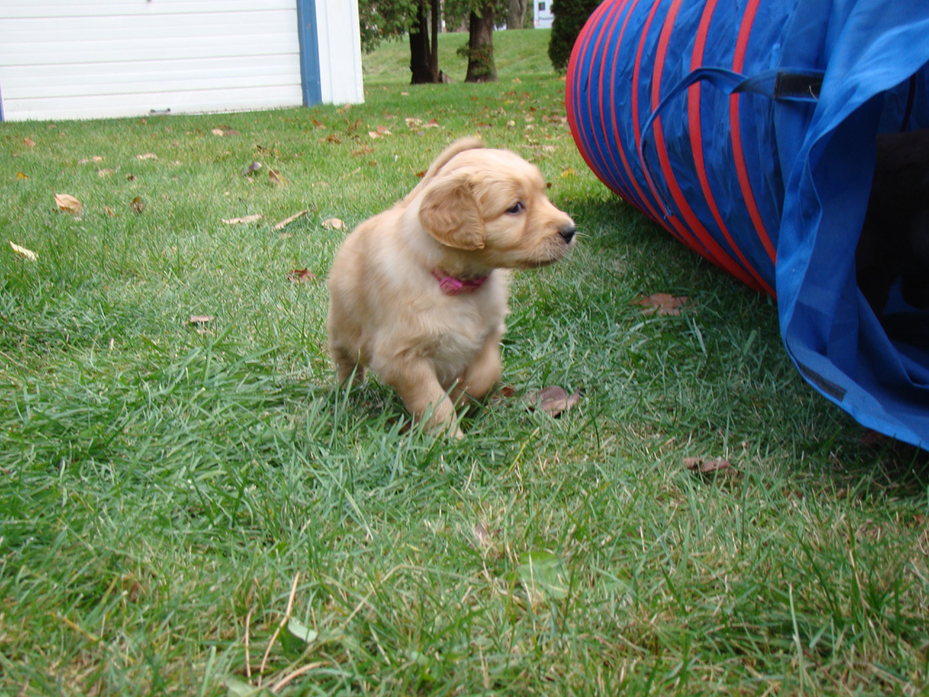 Xena Agility Training