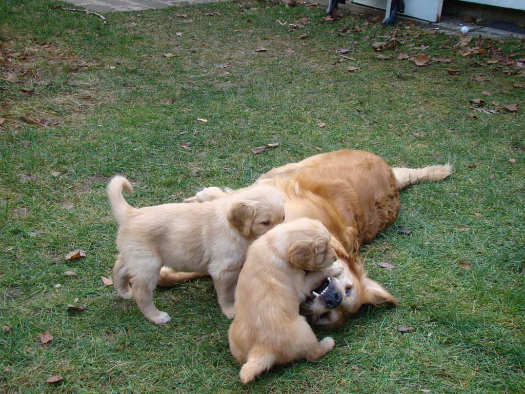 Keeta puppy play