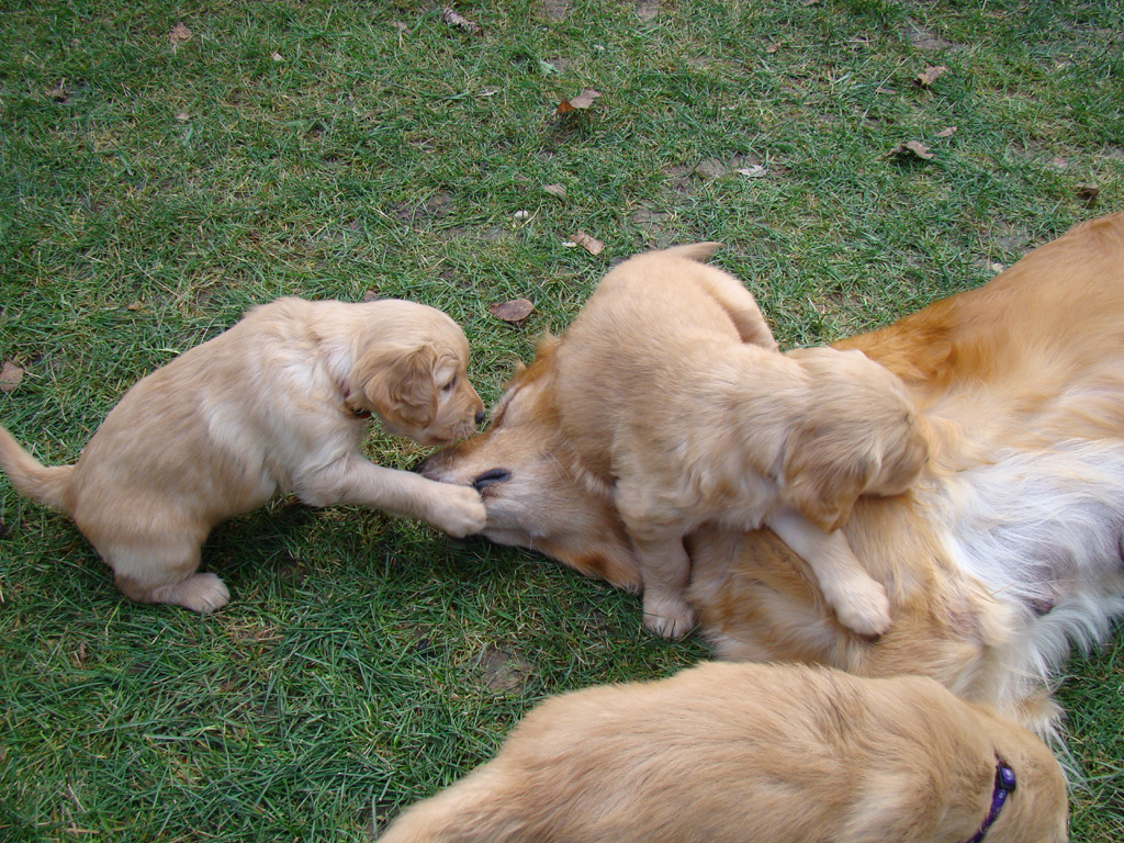 More Mom jungle gym