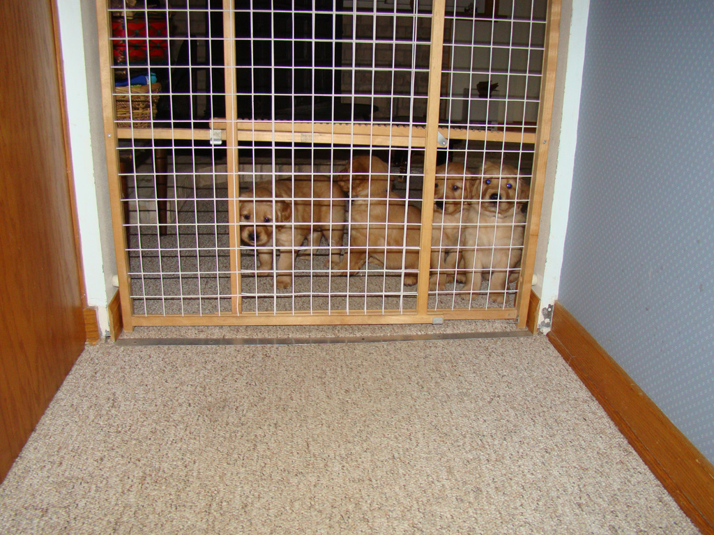 Puppy Jail