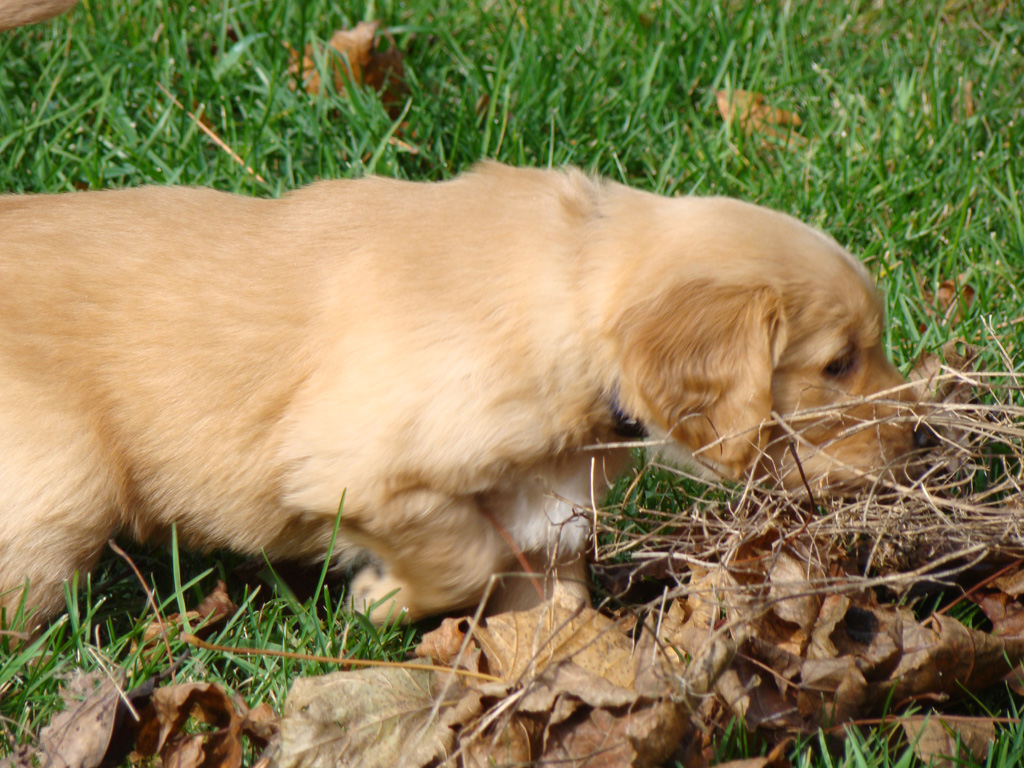 Zoey checking out new stuff