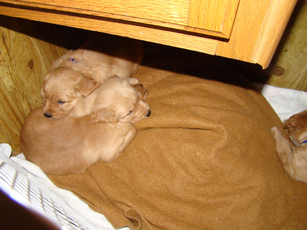 Pups in Camping bed