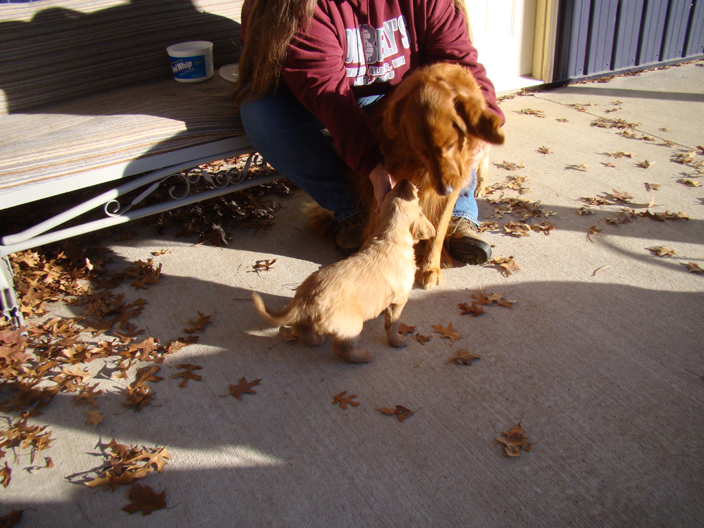 Deb Brenzel, Katee and pups