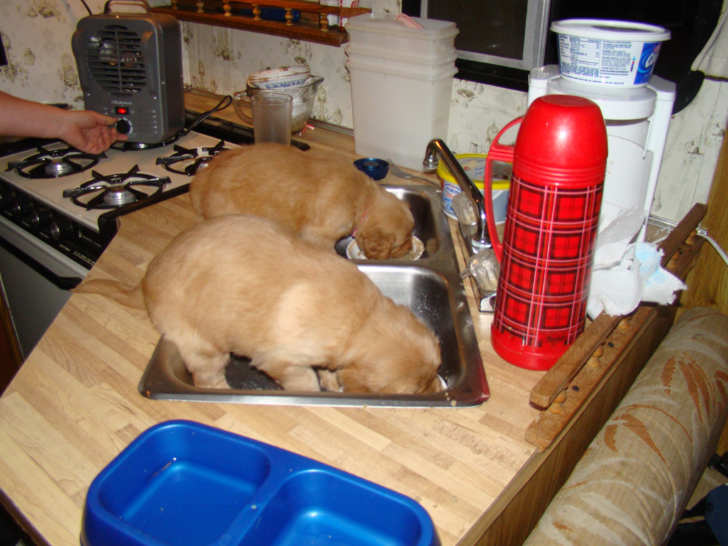 Pups eating on camping trip