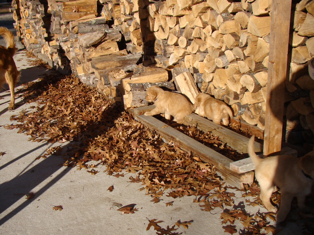 Puppies in the wood pile