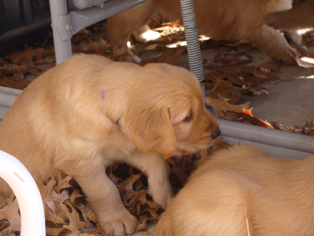 Pups in the leaves